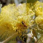 Lasioglossum (Homalictus sp) on Eucalyptus orbifolia, Araluen, Alice Springs NT