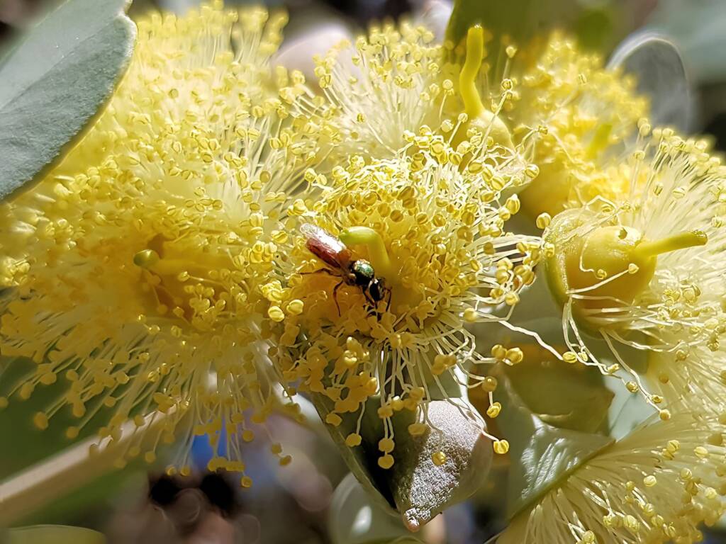 Lasioglossum (Homalictus sp) on Eucalyptus orbifolia, Araluen, Alice Springs NT