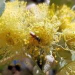 Lasioglossum (Homalictus sp) on Eucalyptus orbifolia, Araluen, Alice Springs NT