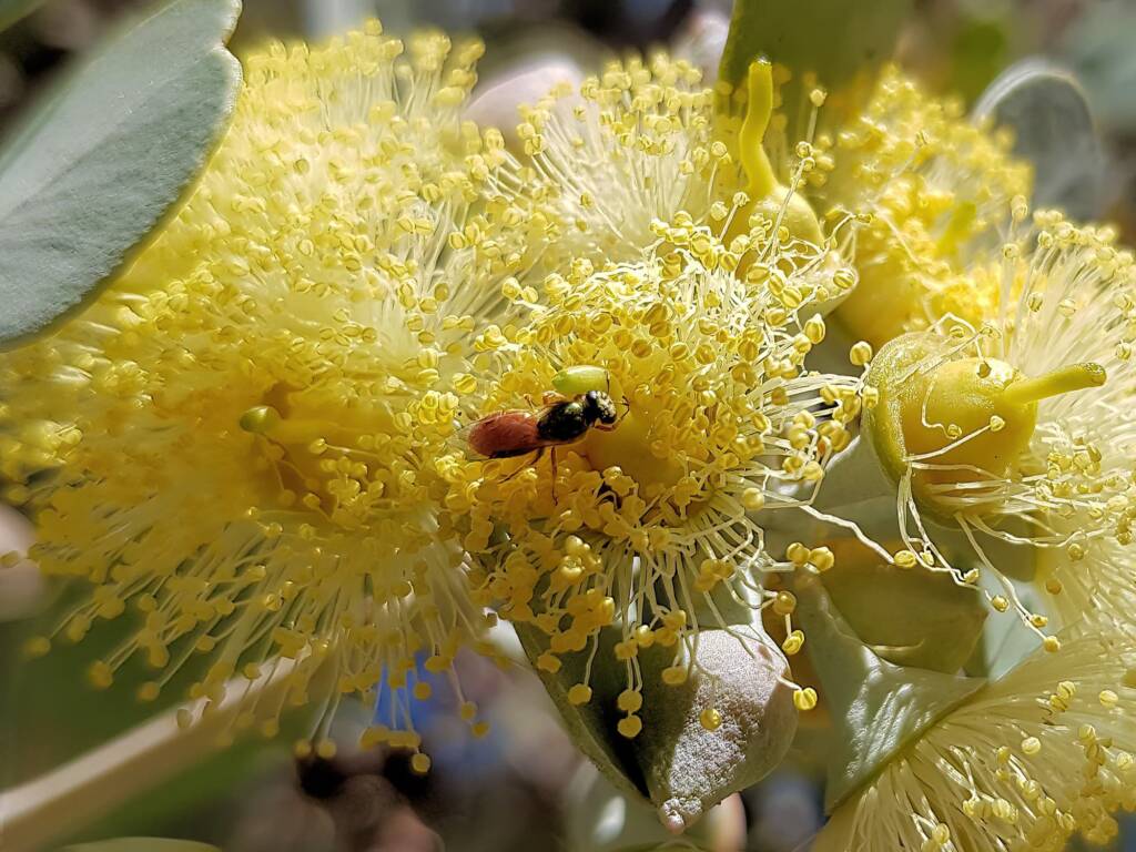 Lasioglossum (Homalictus sp) on Eucalyptus orbifolia, Araluen, Alice Springs NT