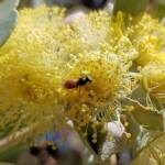 Lasioglossum (Homalictus sp) on Eucalyptus orbifolia, Araluen, Alice Springs NT