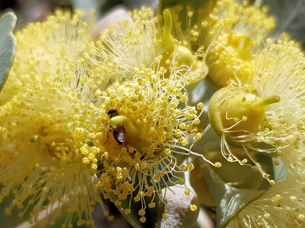 Lasioglossum (Homalictus sp) on Eucalyptus orbifolia, Araluen, Alice Springs NT