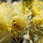 Lasioglossum (Homalictus sp) on Eucalyptus orbifolia, Araluen, Alice Springs NT