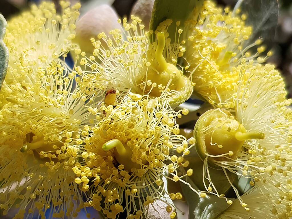 Lasioglossum (Homalictus sp) on Eucalyptus orbifolia, Araluen, Alice Springs NT