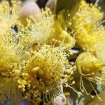 Lasioglossum (Homalictus sp) on Eucalyptus orbifolia, Araluen, Alice Springs NT