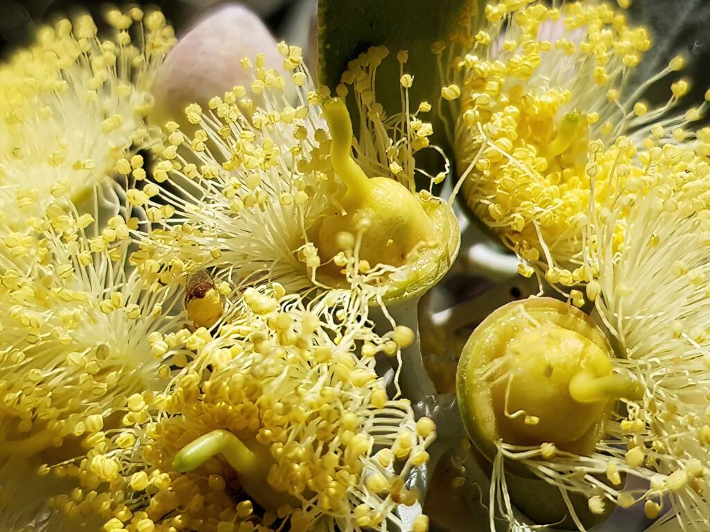 Lasioglossum (Homalictus sp) on Eucalyptus orbifolia, Araluen, Alice Springs NT