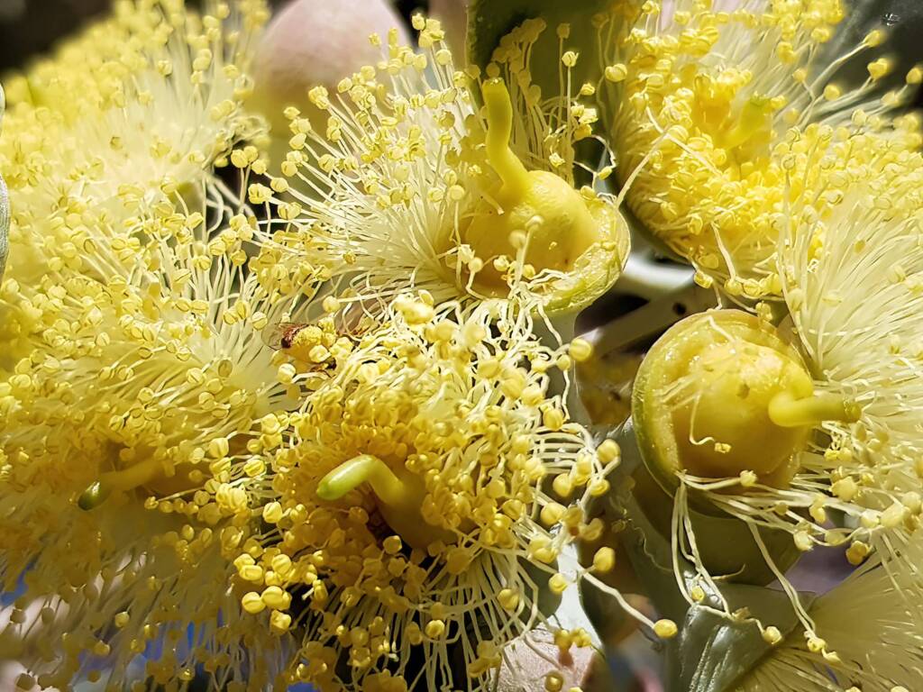 Lasioglossum (Homalictus sp) on Eucalyptus orbifolia, Araluen, Alice Springs NT