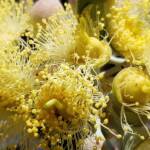Lasioglossum (Homalictus sp) on Eucalyptus orbifolia, Araluen, Alice Springs NT