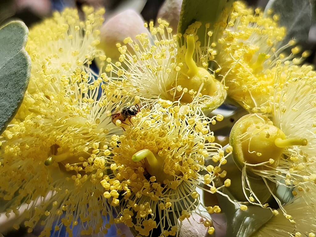 Lasioglossum (Homalictus sp) on Eucalyptus orbifolia, Araluen, Alice Springs NT