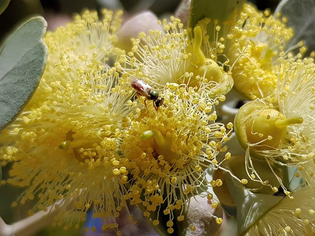 Lasioglossum (Homalictus sp) on Eucalyptus orbifolia, Araluen, Alice Springs NT
