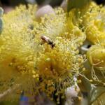 Lasioglossum (Homalictus sp) on Eucalyptus orbifolia, Araluen, Alice Springs NT
