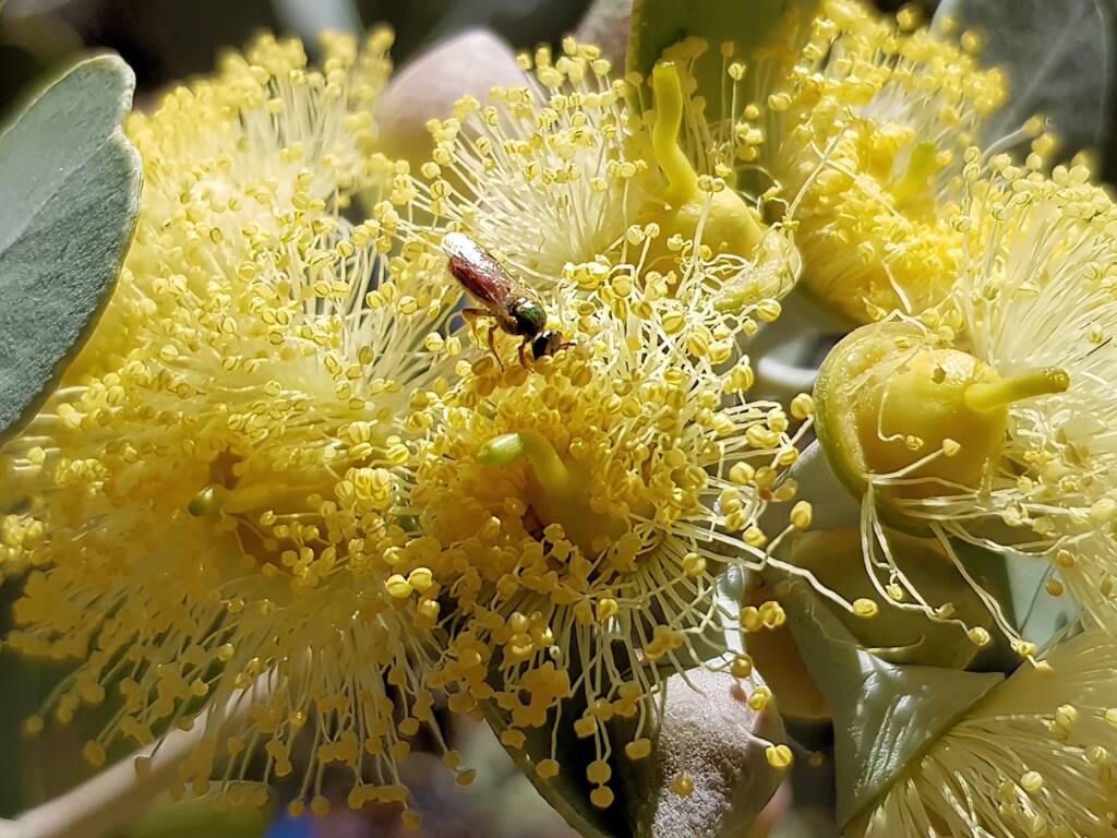 Lasioglossum (Homalictus sp) on Eucalyptus orbifolia, Araluen, Alice Springs NT