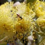 Lasioglossum (Homalictus sp) on Eucalyptus orbifolia, Araluen, Alice Springs NT