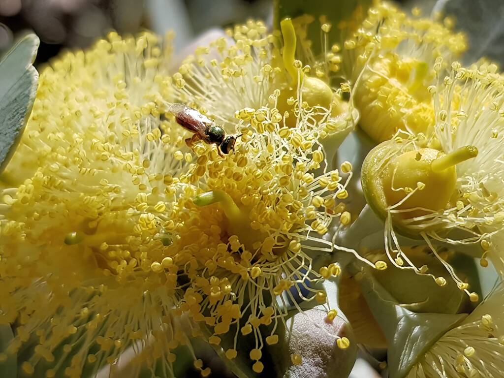Lasioglossum (Homalictus sp) on Eucalyptus orbifolia, Araluen, Alice Springs NT