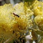 Lasioglossum (Homalictus sp) on Eucalyptus orbifolia, Araluen, Alice Springs NT