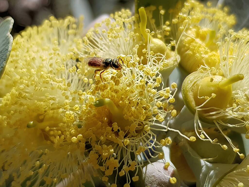 Lasioglossum (Homalictus sp) on Eucalyptus orbifolia, Araluen, Alice Springs NT