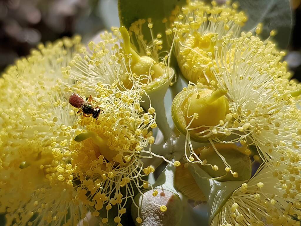 Lasioglossum (Homalictus sp) on Eucalyptus orbifolia, Araluen, Alice Springs NT