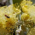 Lasioglossum (Homalictus sp) on Eucalyptus orbifolia, Araluen, Alice Springs NT