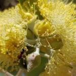 Lasioglossum (Homalictus sp) on Eucalyptus orbifolia, Araluen, Alice Springs NT