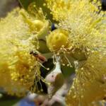 Lasioglossum (Homalictus sp) on Eucalyptus orbifolia, Araluen, Alice Springs NT