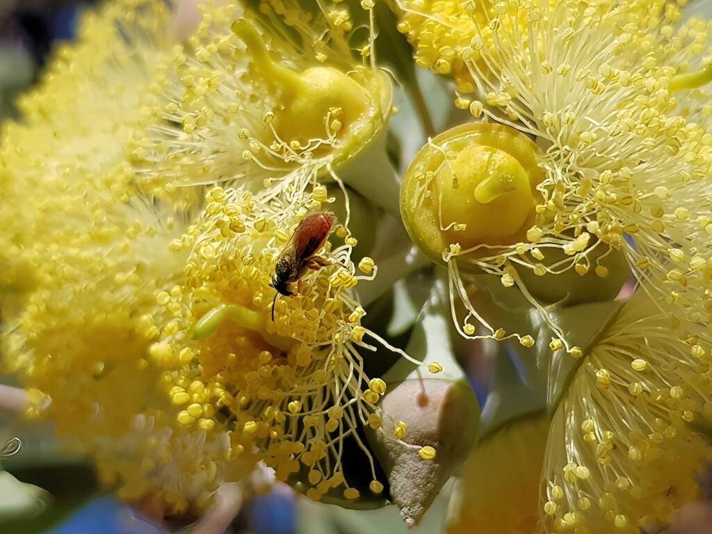 Lasioglossum (Homalictus sp) on Eucalyptus orbifolia, Araluen, Alice Springs NT