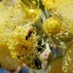 Lasioglossum (Homalictus sp) on Eucalyptus orbifolia, Araluen, Alice Springs NT