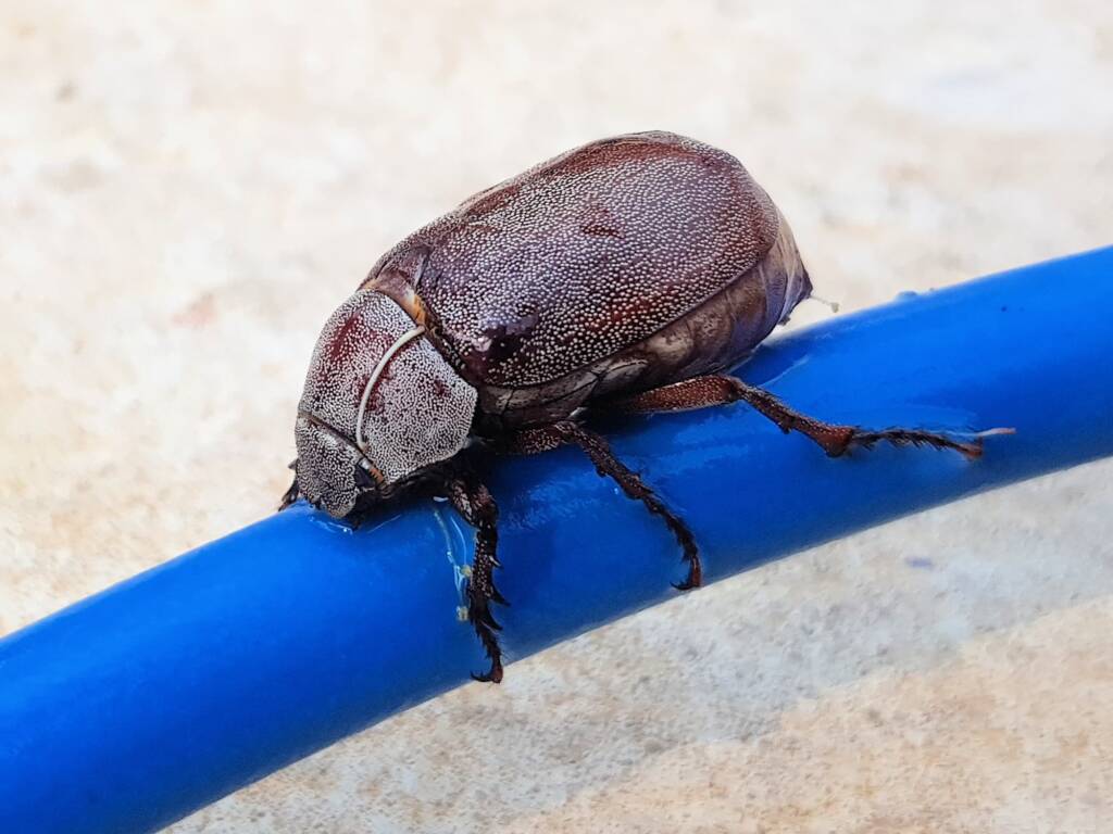Genus Lepidiota Beetle (family Scarabaeidae), Alice Springs NT