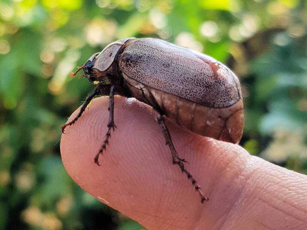 Genus Lepidiota Beetle (family Scarabaeidae), Alice Springs NT
