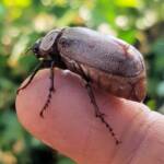 Genus Lepidiota Beetle (family Scarabaeidae), Alice Springs NT