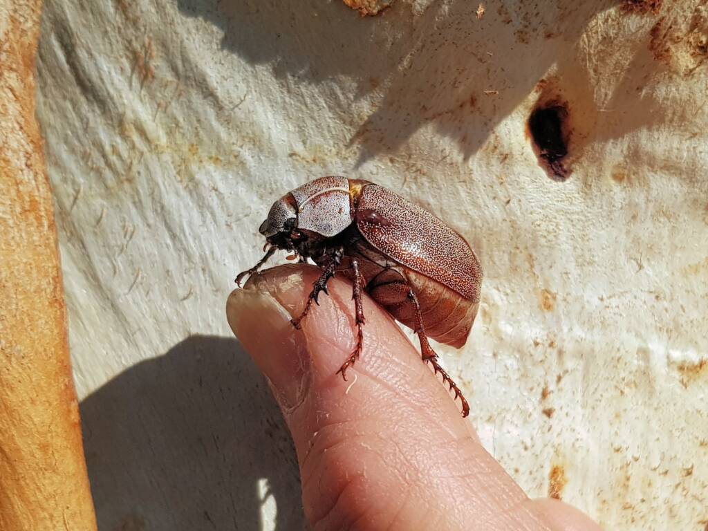 Genus Lepidiota Beetle (family Scarabaeidae), Alice Springs NT