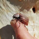 Genus Lepidiota Beetle (family Scarabaeidae), Alice Springs NT