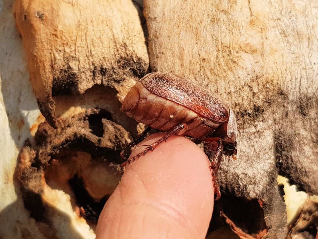 Genus Lepidiota Beetle (family Scarabaeidae), Alice Springs NT