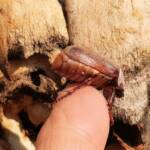 Genus Lepidiota Beetle (family Scarabaeidae), Alice Springs NT