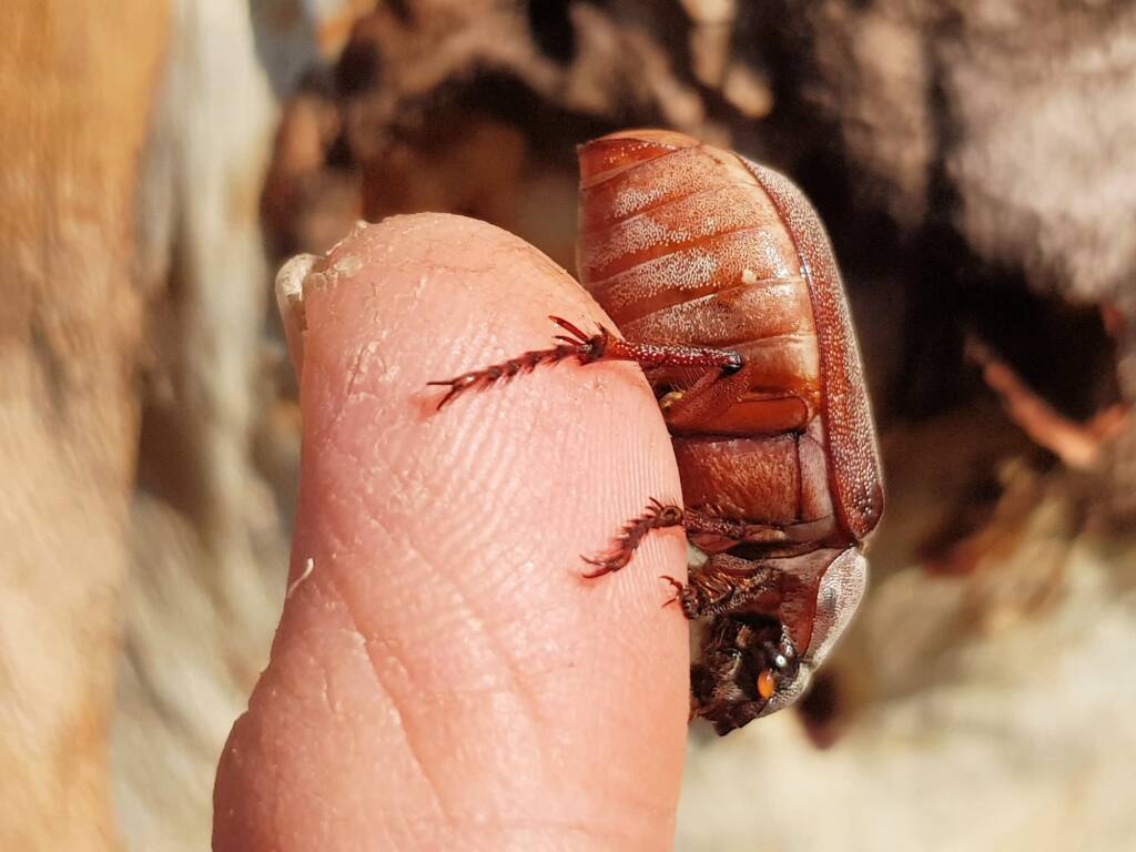 Genus Lepidiota Beetle (family Scarabaeidae), Alice Springs NT