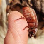 Genus Lepidiota Beetle (family Scarabaeidae), Alice Springs NT