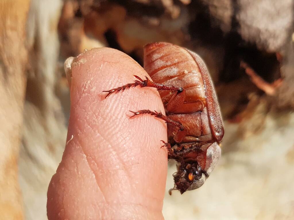 Genus Lepidiota Beetle (family Scarabaeidae), Alice Springs NT