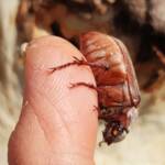 Genus Lepidiota Beetle (family Scarabaeidae), Alice Springs NT