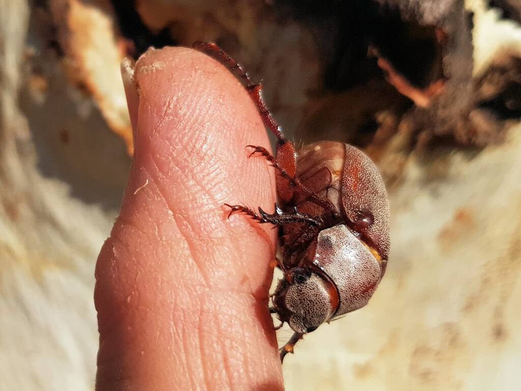 Genus Lepidiota Beetle (family Scarabaeidae), Alice Springs NT