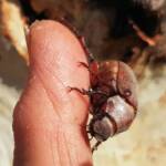 Genus Lepidiota Beetle (family Scarabaeidae), Alice Springs NT