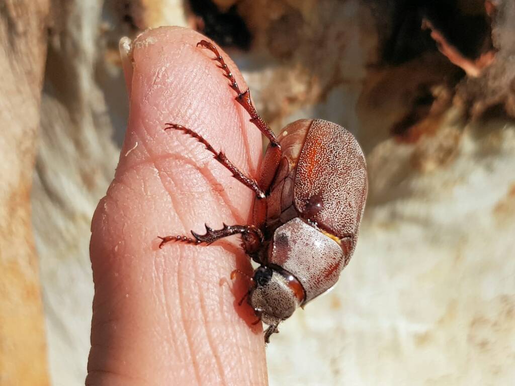 Genus Lepidiota Beetle (family Scarabaeidae), Alice Springs NT