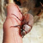 Genus Lepidiota Beetle (family Scarabaeidae), Alice Springs NT