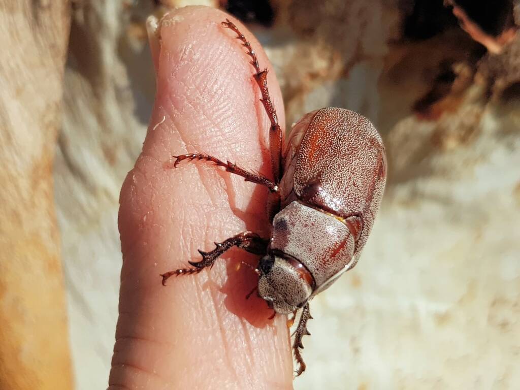 Genus Lepidiota Beetle (family Scarabaeidae), Alice Springs NT