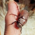 Genus Lepidiota Beetle (family Scarabaeidae), Alice Springs NT