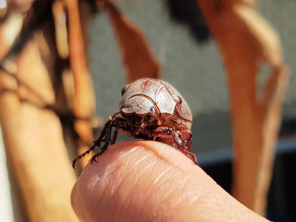 Genus Lepidiota Beetle (family Scarabaeidae), Alice Springs NT