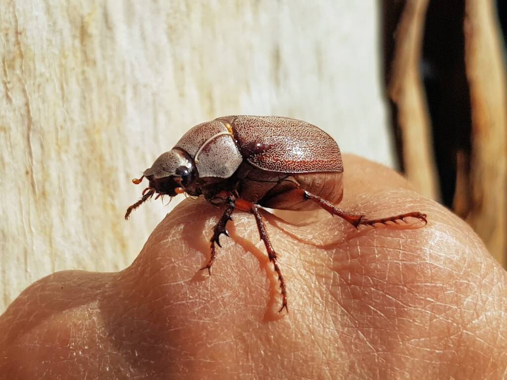 Genus Lepidiota Beetle (family Scarabaeidae), Alice Springs NT