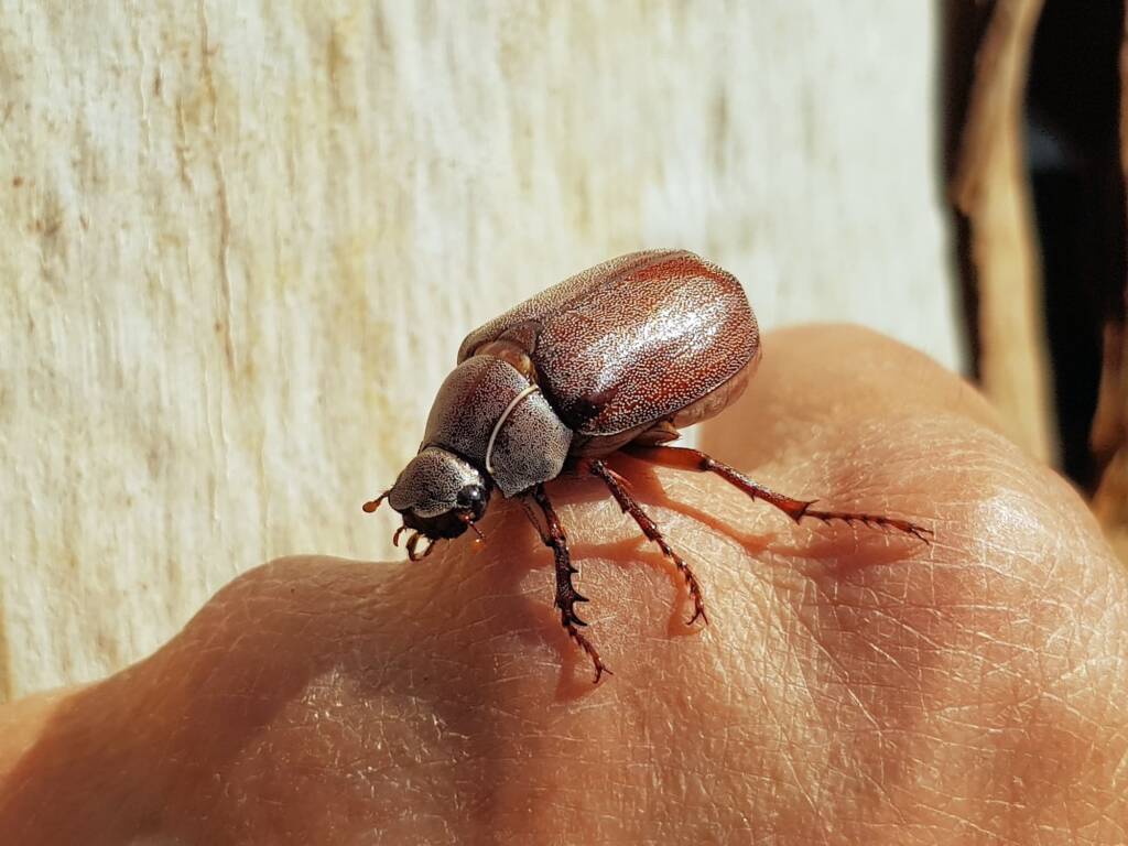 Genus Lepidiota Beetle (family Scarabaeidae), Alice Springs NT