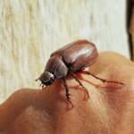 Genus Lepidiota Beetle (family Scarabaeidae), Alice Springs NT