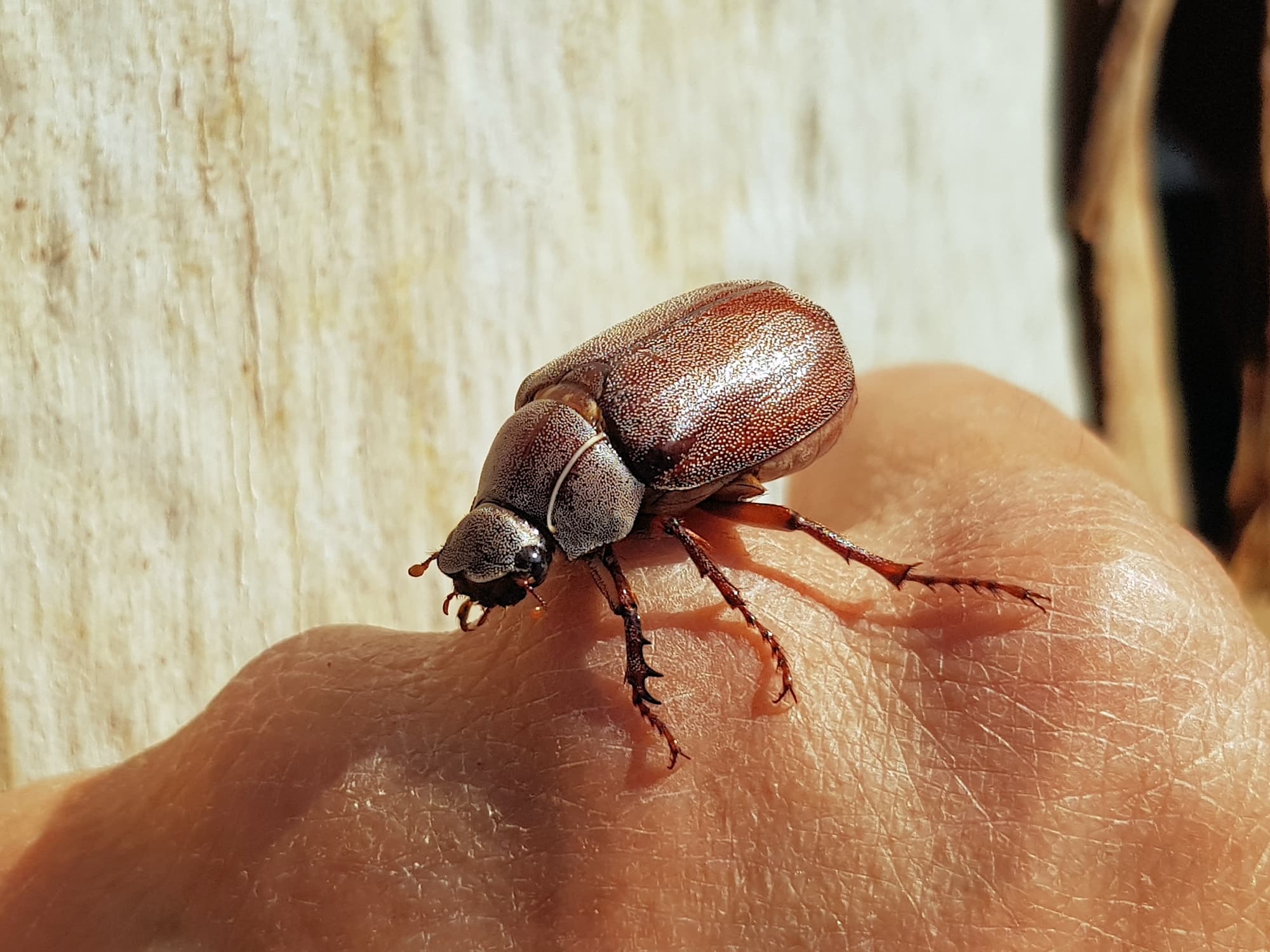 Genus Lepidiota Beetle (family Scarabaeidae), Alice Springs NT