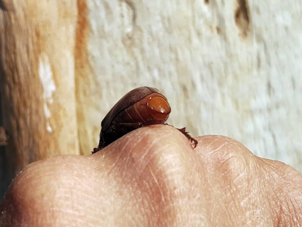 Genus Lepidiota Beetle (family Scarabaeidae), Alice Springs NT