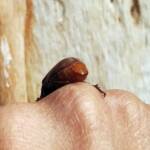 Genus Lepidiota Beetle (family Scarabaeidae), Alice Springs NT